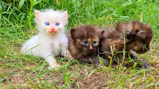 Rescue of young mama cat and her kittens next to the road