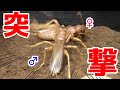 最強昆虫リオックを２匹近づけてみた結果・・・