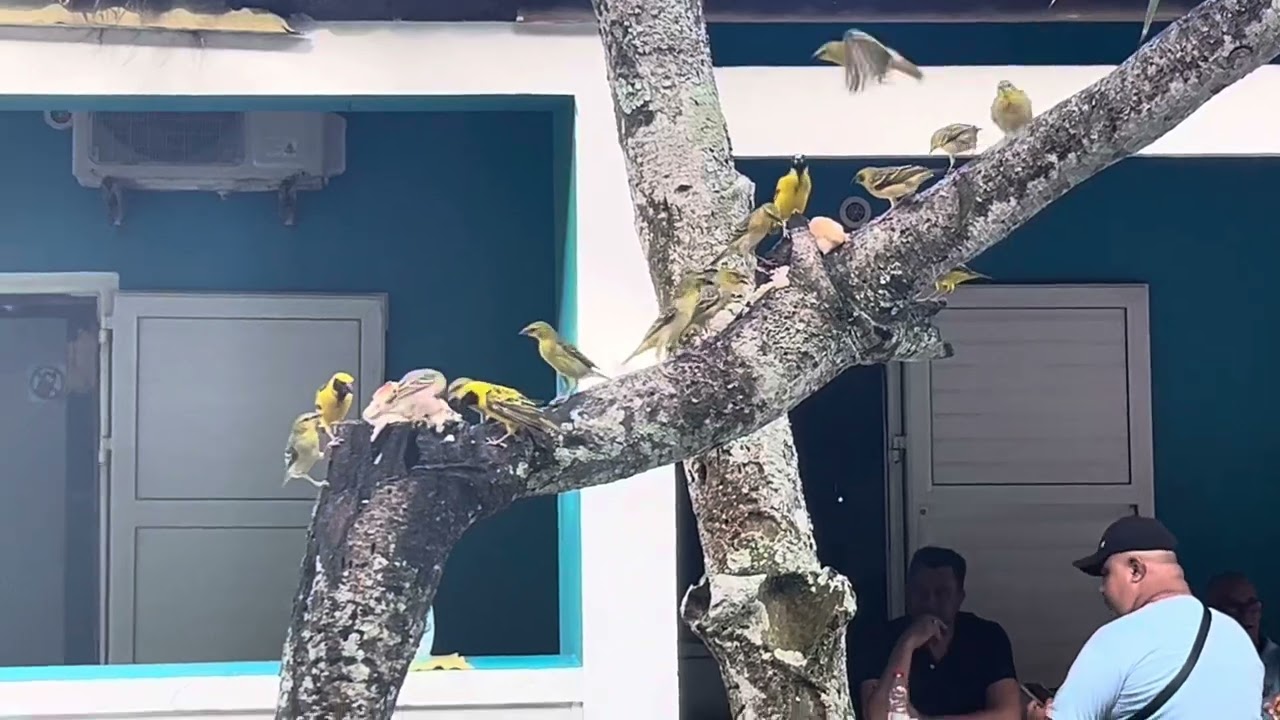 Anse des cascades : oiseaux