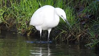 Little Egret (Egretta garzetta) Fishing in a Chalk Stream 🐦💧 | Watch the Catch