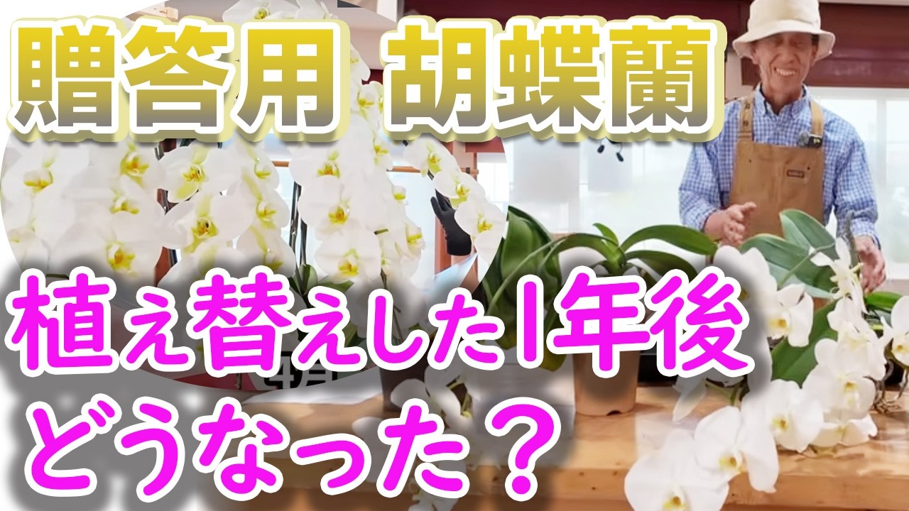 【胡蝶蘭】もらった胡蝶蘭を植え替えしたら、1年後どうなった？結果発表！