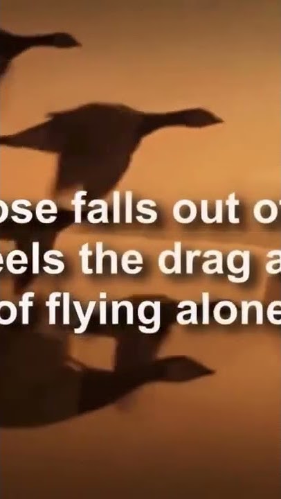 Wisdom Of The Geese Best Motivational Video If only we had the wisdom of geese! (Inspirational video) - YouTube