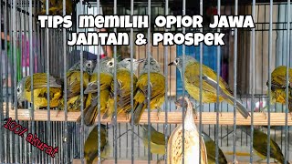 CARA MEMILIH BURUNG OPIOR JAWA BAHAN OMBYOKAN | OPIOR JAWA JANTAN | OPIOR JAWA GACOR | OPIOR GACOR
