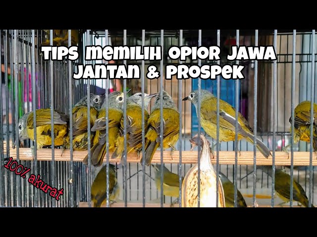 CARA MEMILIH BURUNG OPIOR JAWA BAHAN OMBYOKAN | OPIOR JAWA JANTAN | OPIOR JAWA GACOR | OPIOR GACOR class=