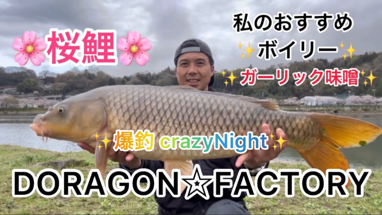 🌸桜鯉🌸DORAGON☆FACTORY私のおすすめボイリー✨ガーリック味噌✨