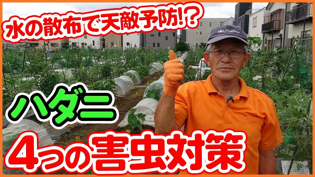 夏野菜の害虫対策 家庭菜園でハダニを撃退する方法 トマト ナス スイカ シソ等の野菜に有効 ダニ 重曹スプレー Youtube