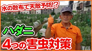 夏野菜の害虫対策 家庭菜園でハダニを撃退する方法 トマト ナス スイカ シソ等の野菜に有効 ダニ 重曹スプレー Youtube