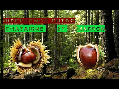 Vidéo: Châtaignier (27 Photos) : Comment Fleurit Un Arbre ? Description Des Feuilles Et Des Noix (fruits). Floraison. A Quoi Ressemble Le Système Racine ? Ce Que C'est? Types De Châtaigne