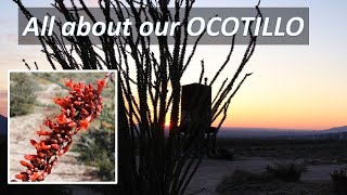 OCOTILLO TORCH Fouquieria splendens, Anza-Borrego, Sonoran Desert & Mojave Desert