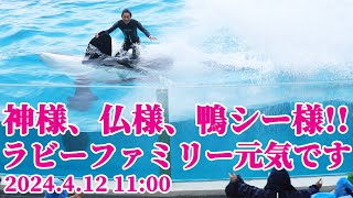 2024.4.12ラビーファミリー全員揃って元気です!! 鴨川シーワールド シャチショー KamogawaSeaWorld  orca killerwhale