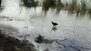 Purple swamp hen walking on water screenshot 4
