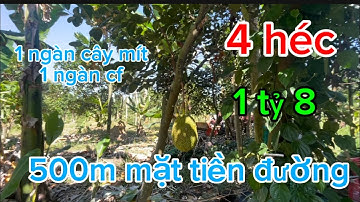 4 héc có nhà cấp 4 điện nước đầy đủ có 1ngàn cây mít và 1 ngàn cây cf giá bán 1 tỷ 8