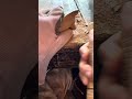 朝練、ネズミのペッペの木彫り　ノーカット