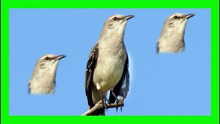 Tropical Mockingbird Song! Tropical Mockingbird Sound! - Sinsonte Tropical Canto - Mimus Gilvus