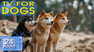 Dog Music - Soothe Dog's Anxiety: Anti Anxiety and Boredom Busting Videos with Music for Dogs #2