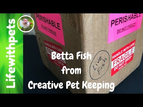 New  Betta Fish From Creative Pet Keeping!