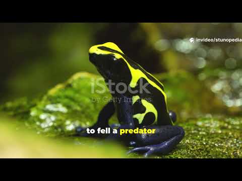 Amazon Untamed Giants Hidden Hunters Of The Rainforest