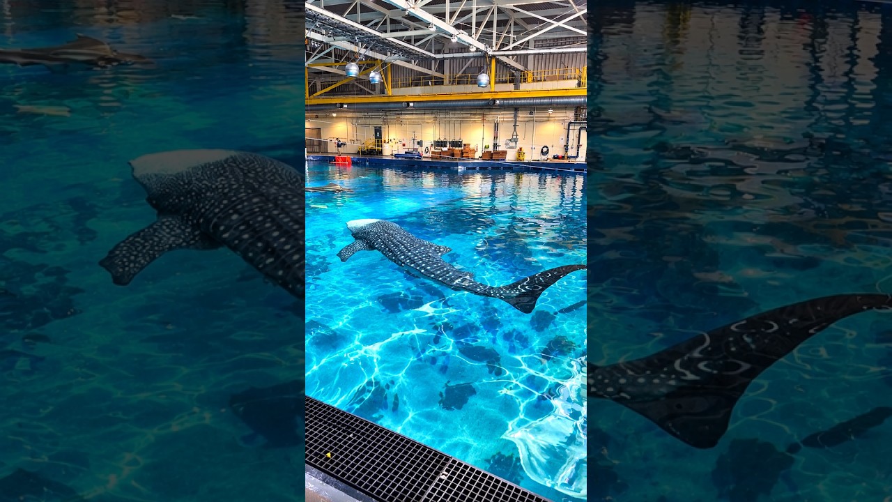Whale Shark Behind the Scenes! 🦈