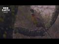 Peaceful Birds And Morning Nature Sounds | Dawn Chorus | BBC Earth Relax