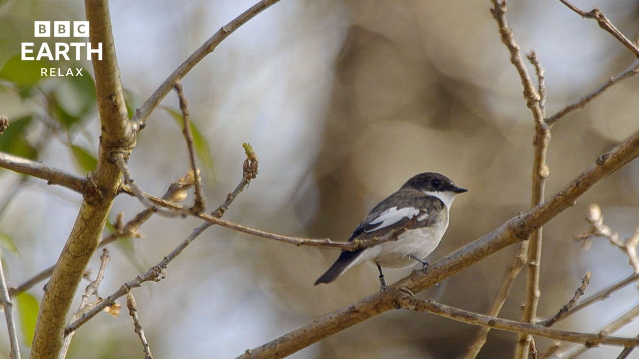 Peaceful Birds And Morning Nature Sounds | Dawn Chorus | BBC Earth Relax