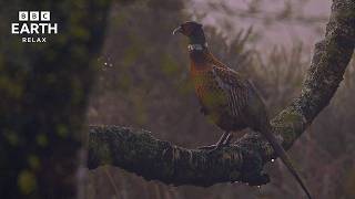 Peaceful Birds And Morning Nature Sounds | Dawn Chorus | BBC Earth Relax