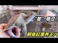 鱷魚和鱷龜養在一起,一直平安無事,再加一只甲魚會怎麼樣