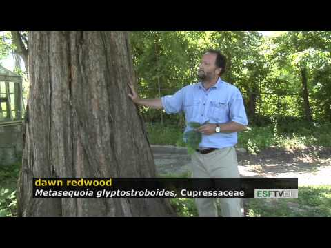 Trees with Don Leopold - dawn redwood