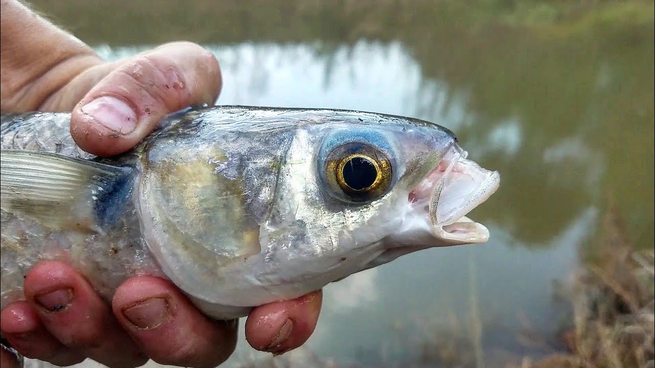 Mullet On Hook and Line! 