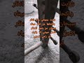 خبيتي ابو رامي الحربي 2016 ابراهيم الحربي