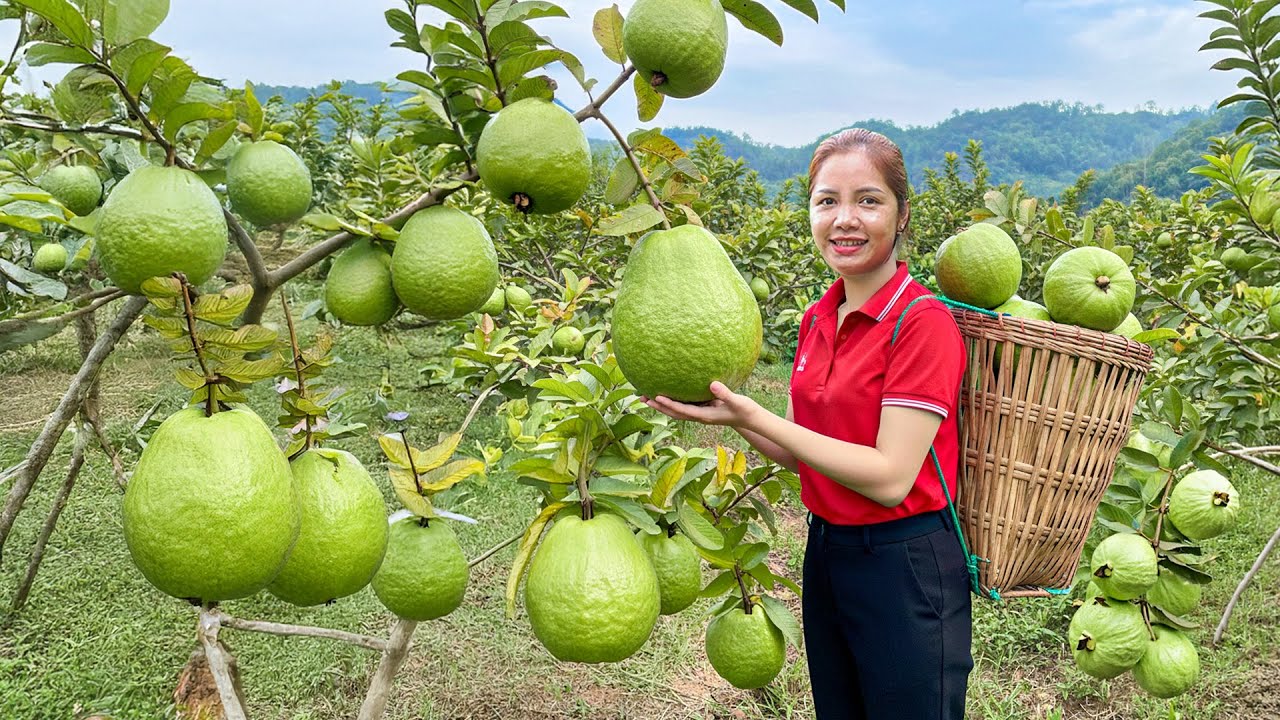 Harvesting Seedless Guava from Backyard Goes To Market Sell, Visiting relatives with my daughter