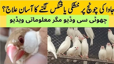 Java Sparrow Fungus Treatment|| Java fungus treatment without medicine || Complete Information