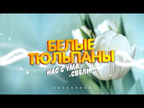 Белые Тюльпаны - Вестники Любви Гр. Sevenrose И Алевтина Бердникова Версия 2023