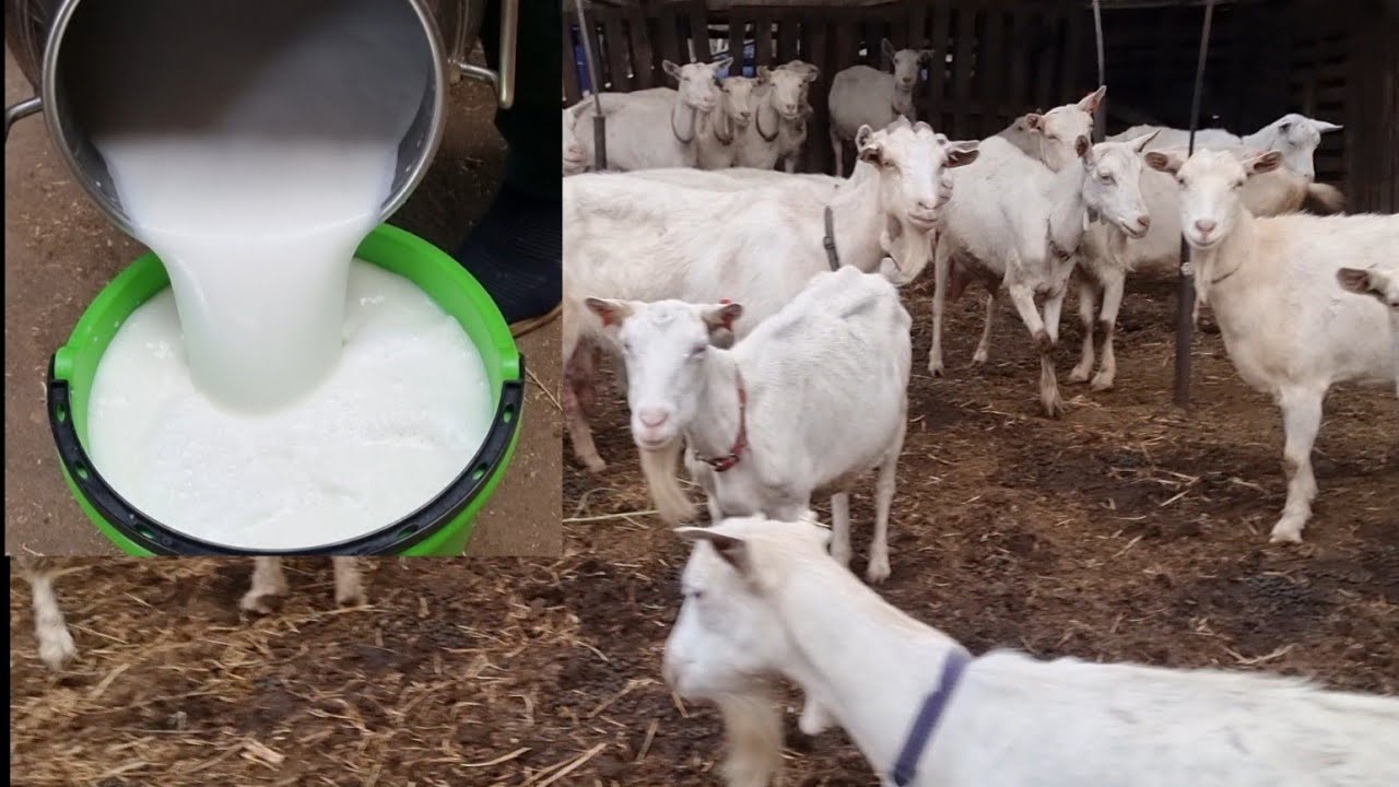 Laptele caprelor la 1 octombrie  !!! 