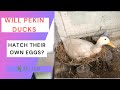 Will Pekin ducks hatch their own eggs?    #pekin #ducks #hatching #chicks