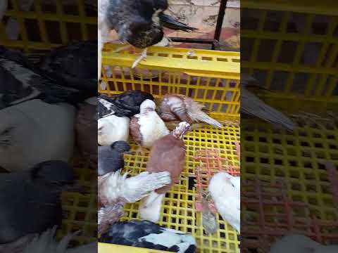 مشاءالله تبارك الله حلوين وهم قاعدين قاعده مع بعض اكسبلور