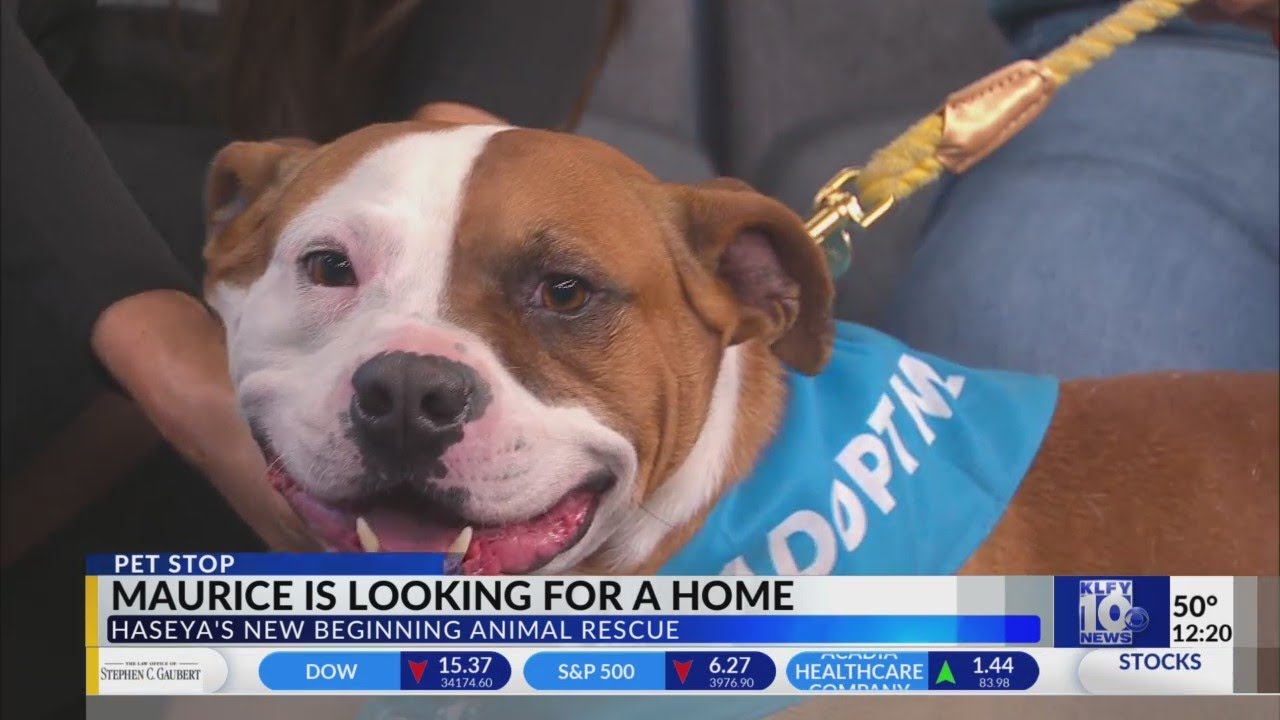 Pet Stop Maurice with Haseya's New Beginning Animal Rescue YouTube