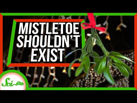 Video: Mistletoe In Trees - Tips Mengontrol Tanaman Mistletoe