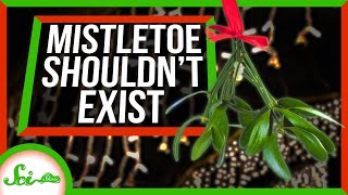 Download Lagu Mistletoe: The Holiday Plant That Shouldn’t Exist MP3