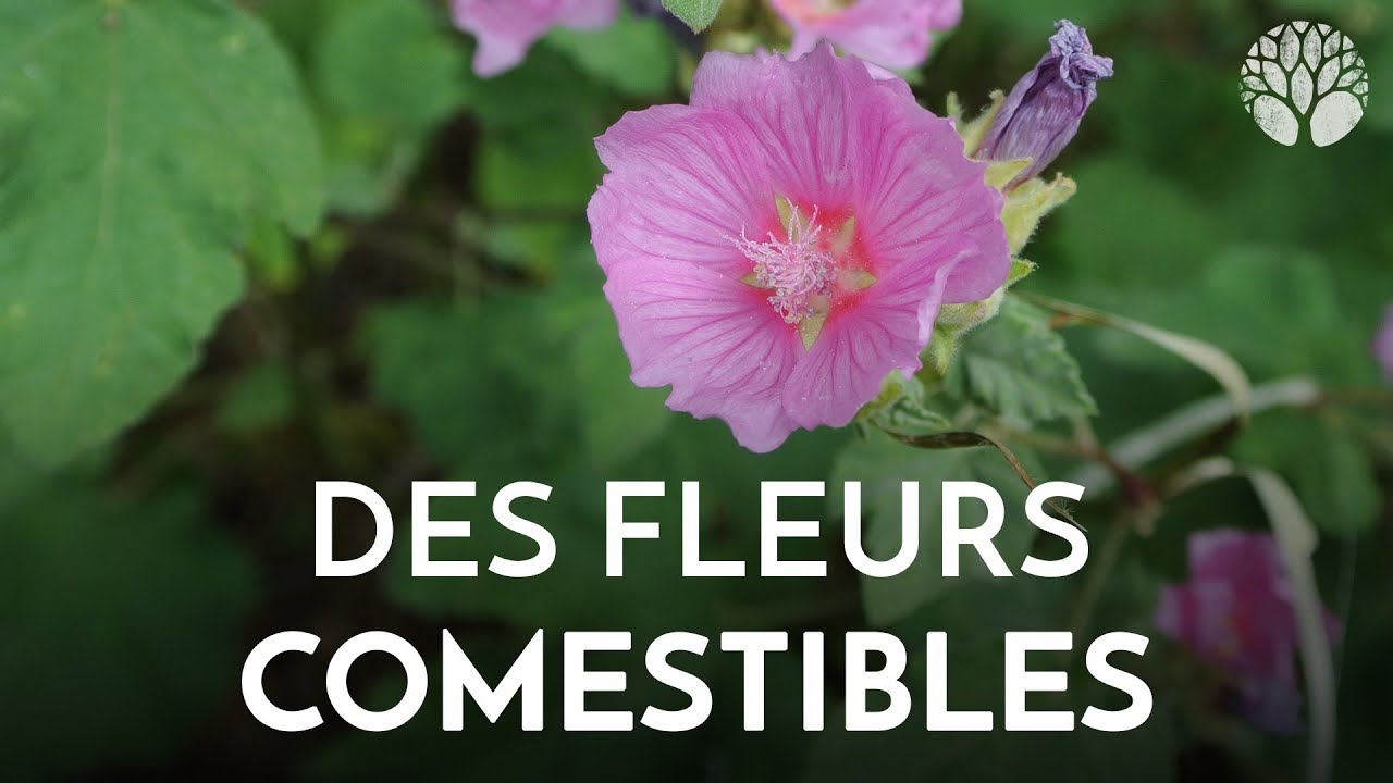 Des fleurs comestibles - YouTube