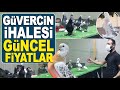 30 Lira ile 5 Bin TL arası oyun kuşu satışta / Ankara Oyun Kuşu Mezatı Güvercin İhalesi 2021