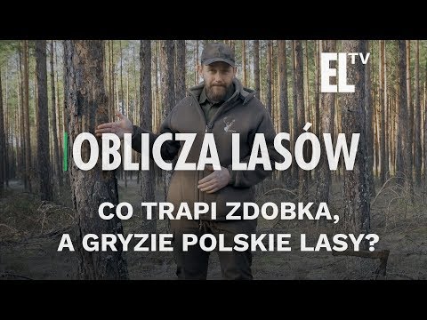 Wideo: „Pijany” Las W Regionie Riazań: Kto Pochylił Drzewa? - Alternatywny Widok