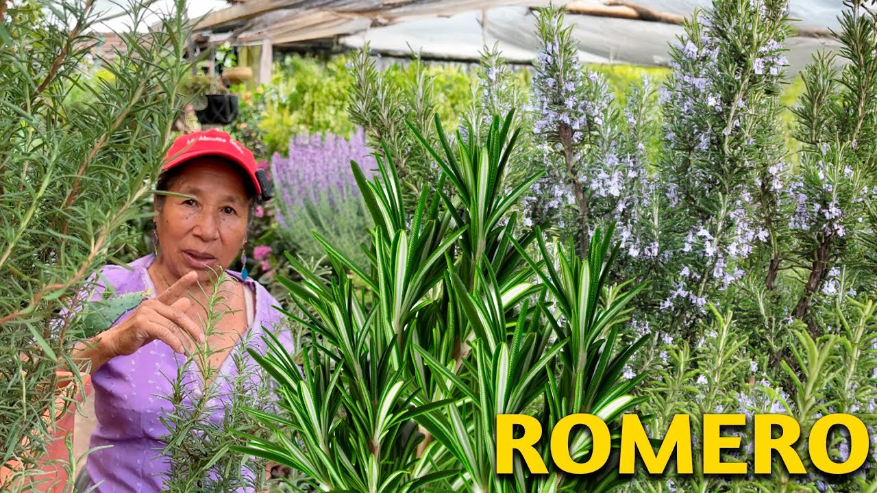 QUE TU PLANTA DE ROMERO TE DURE AÑOS - como cuidar las plantas de ...