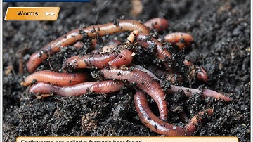 Tiny Animals | Environmental Studies Class 3