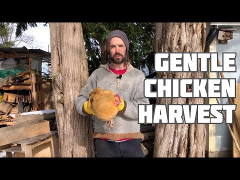 Chicken Harvest - Gentle and Careful (Warning: we show the process)