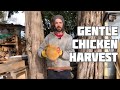 Chicken Harvest - Gentle and Careful (Warning: we show the process)