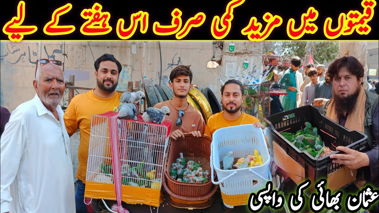 Lalukhet Exotic Birds Market 2026 Latest Update | lalukhet birds market 2026 latest Update@SYEDBIRDS