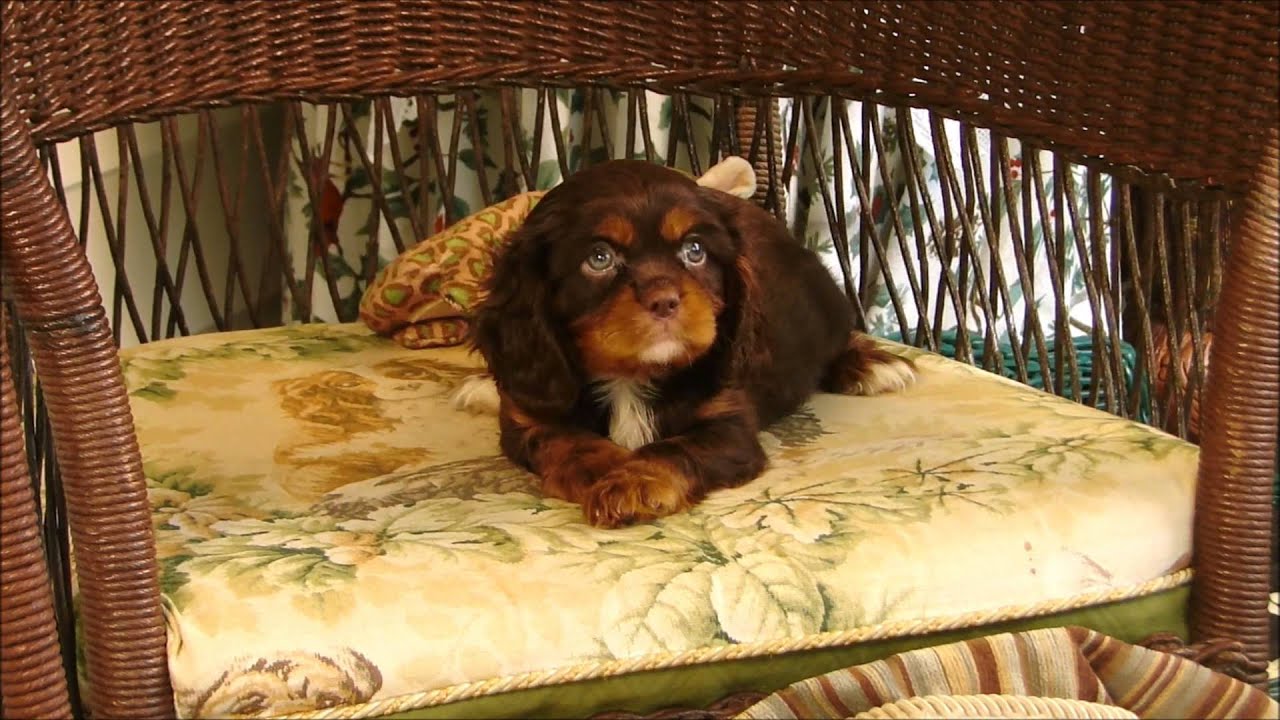 chocolate king charles spaniel