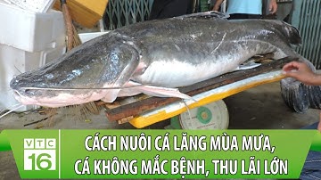 Cách nuôi cá lăng mùa mưa, cá không mắc bệnh, thu lãi lớn | VTC16