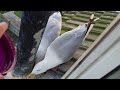 Slow mo seagulls  funny  seagull tv ep 19