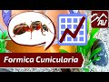 FORMICA CUNICULARIA Update - What you NEED TO KNOW about Formica Ants!